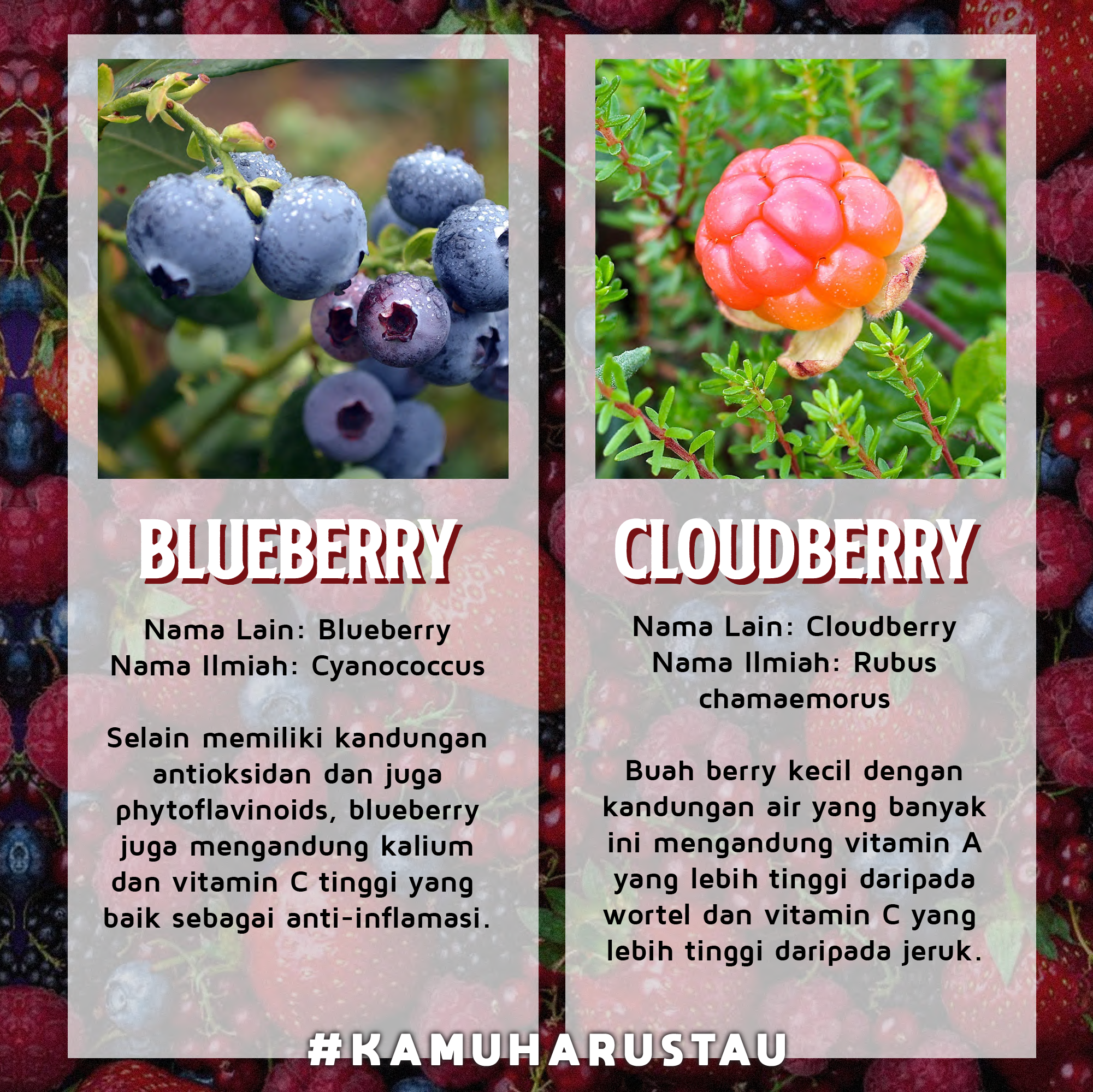 Detail Gambar Buah Berry Nomer 51