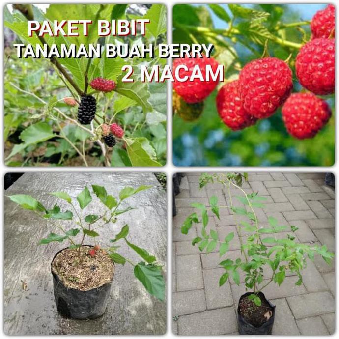 Detail Gambar Buah Berry Nomer 54