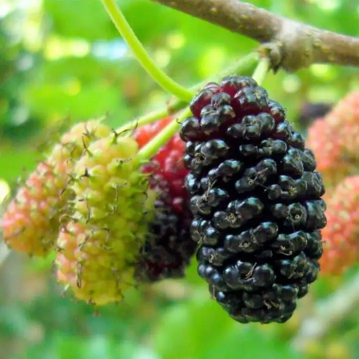 Detail Gambar Buah Bery Nomer 21