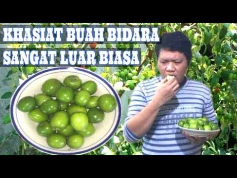 Detail Gambar Buah Bidara Nomer 11