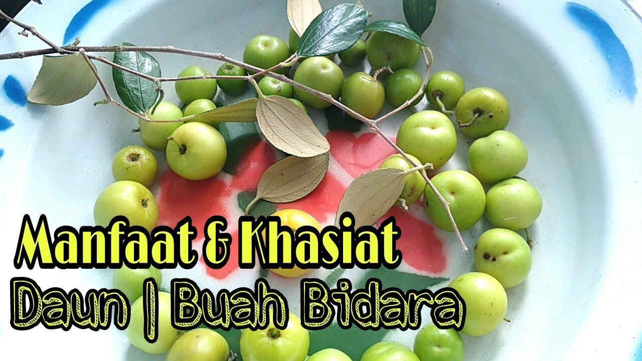 Detail Gambar Buah Bidara Nomer 37