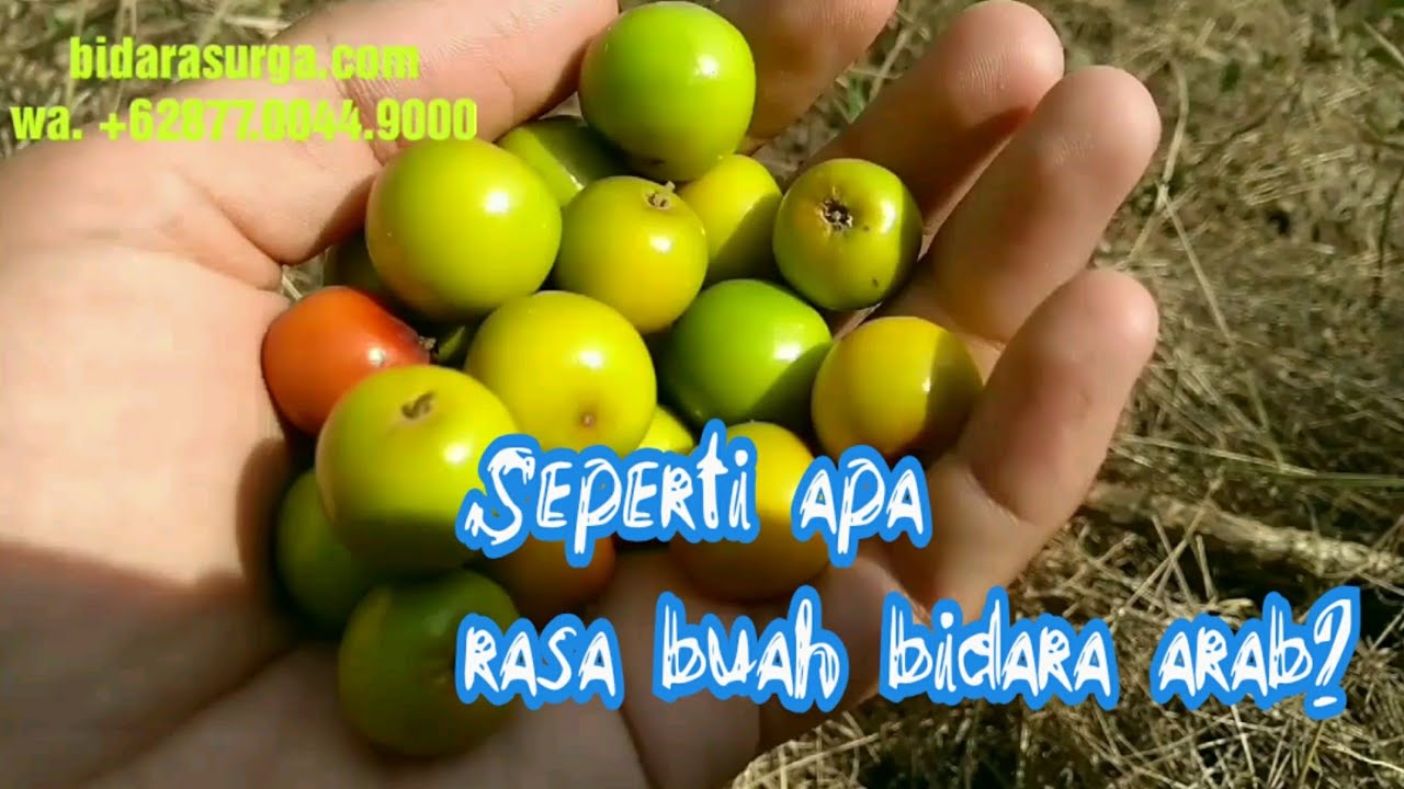 Detail Gambar Buah Bidara Nomer 40