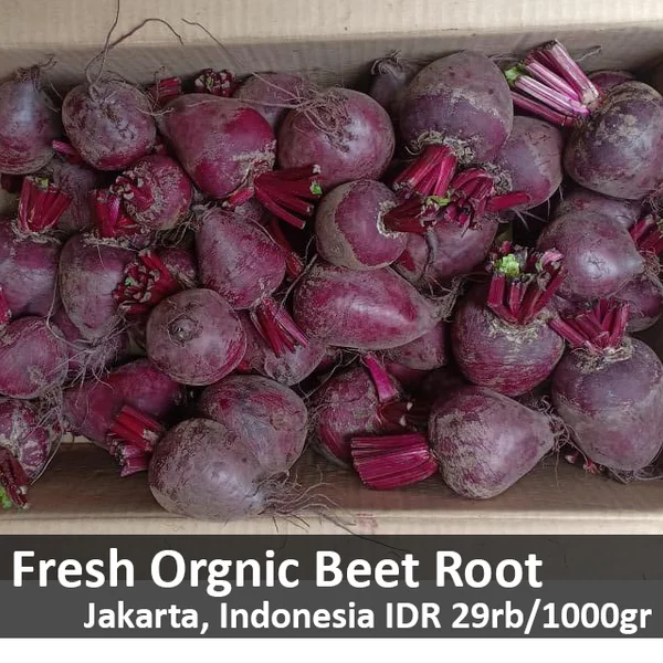 Detail Gambar Buah Bit Nomer 45
