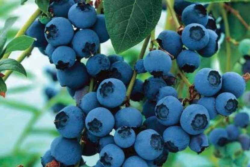 Detail Gambar Buah Blueberry Nomer 18