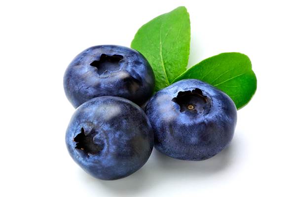 Detail Gambar Buah Blueberry Nomer 20