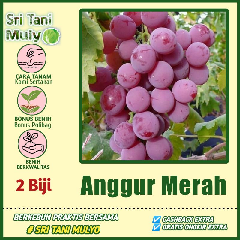 Detail Gambar Buah Buahan Anggur Nomer 35