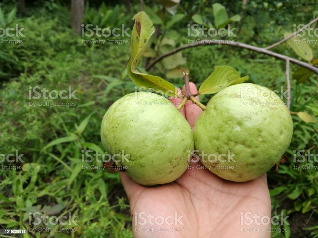 Detail Gambar Buah Buahan Gambar Buah Jambu Nomer 43