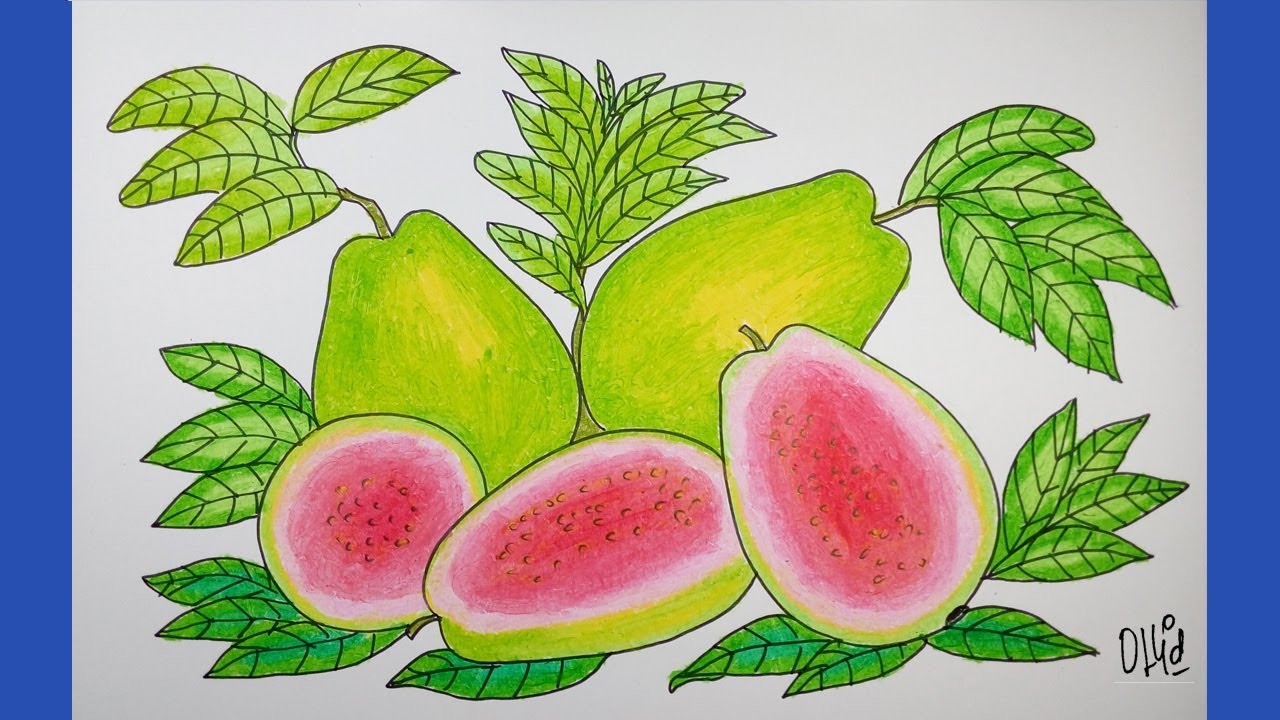 Detail Gambar Buah Buahan Gambar Buah Jambu Nomer 47