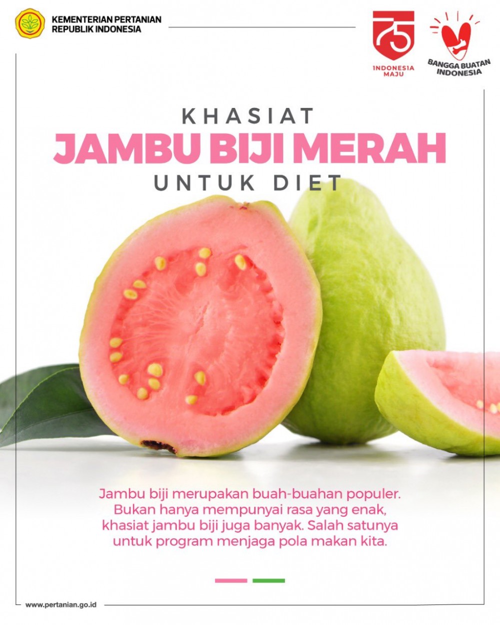 Detail Gambar Buah Buahan Gambar Buah Jambu Nomer 53