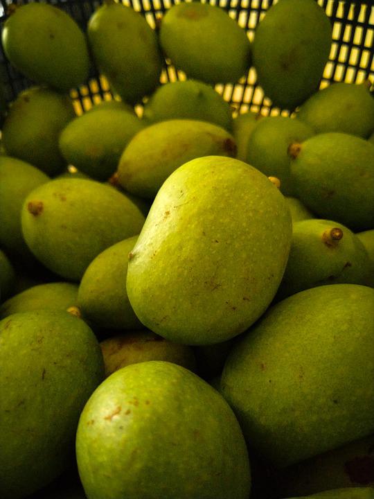 Detail Gambar Buah Buahan Gambar Mangga Nomer 17