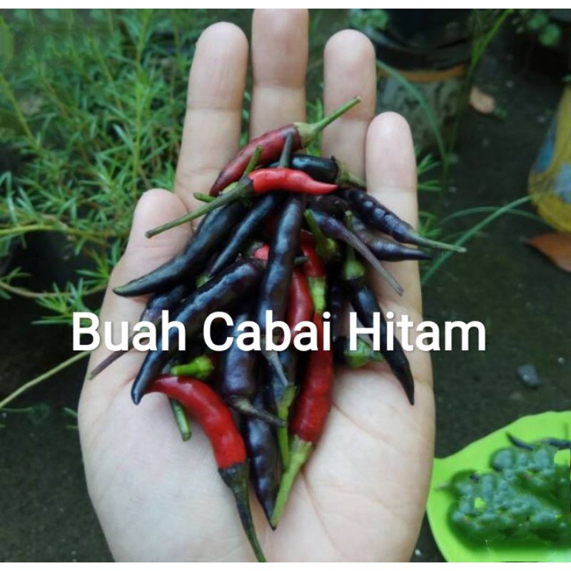 Detail Gambar Buah Cabai Nomer 48