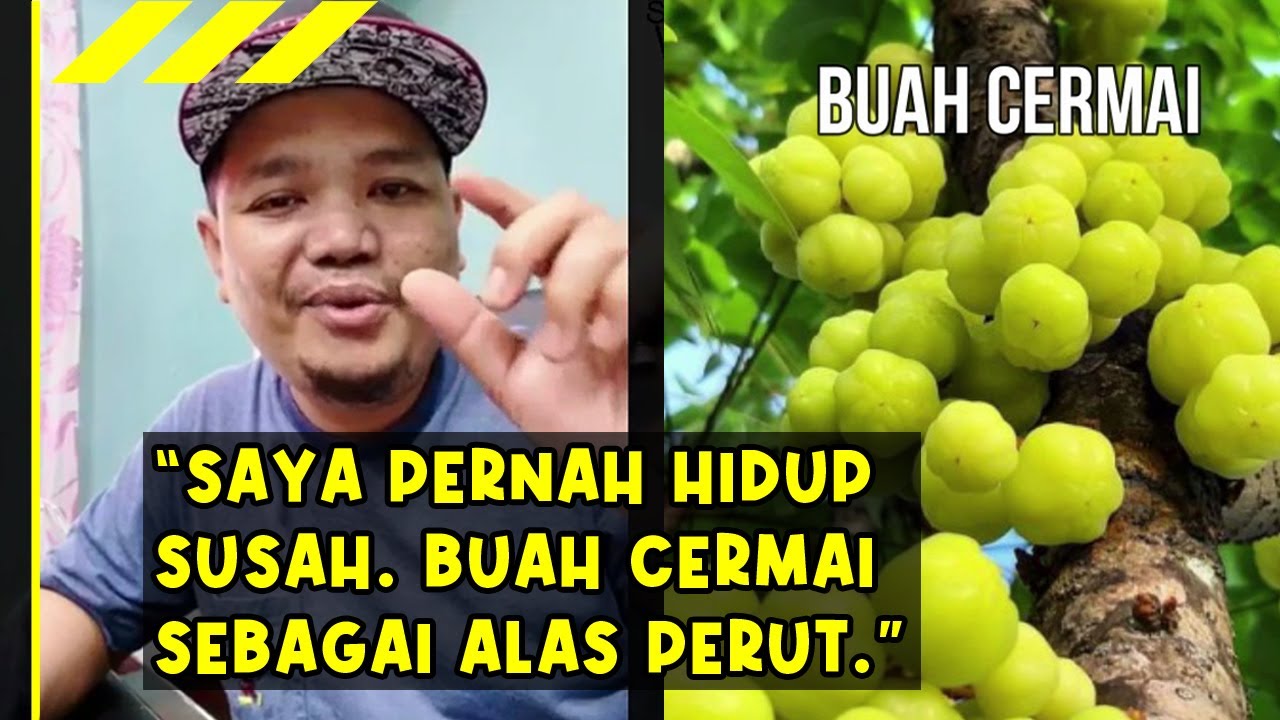 Detail Gambar Buah Cermai Nomer 53