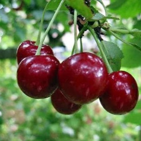 Detail Gambar Buah Cherry Nomer 6