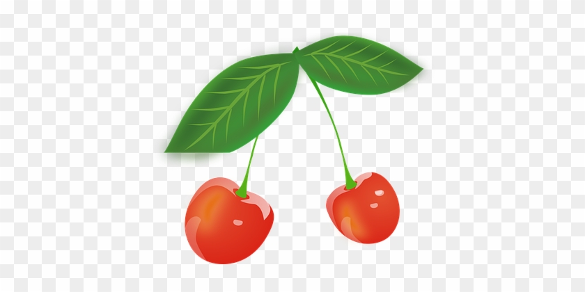 Detail Gambar Buah Cherry Nomer 8