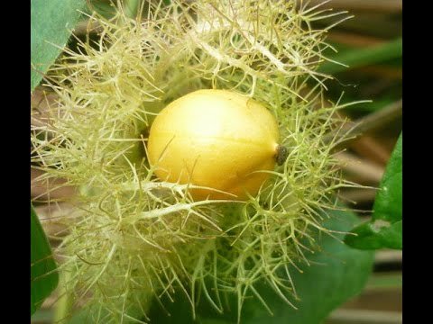 Download Gambar Buah Ciplukan Nomer 23