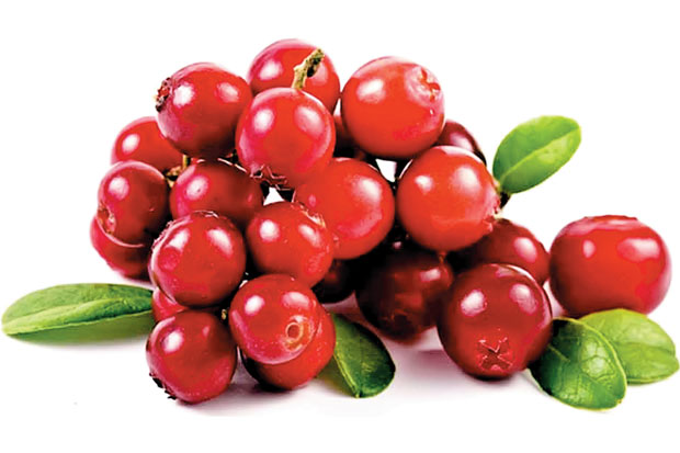 Detail Gambar Buah Cranberry Nomer 11