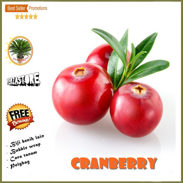 Detail Gambar Buah Cranberry Nomer 54