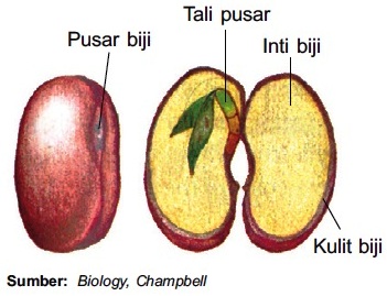 Detail Gambar Buah Dan Biji Dan Keterangannya Nomer 2