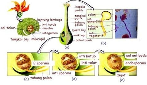 Detail Gambar Buah Dan Biji Dan Keterangannya Nomer 11