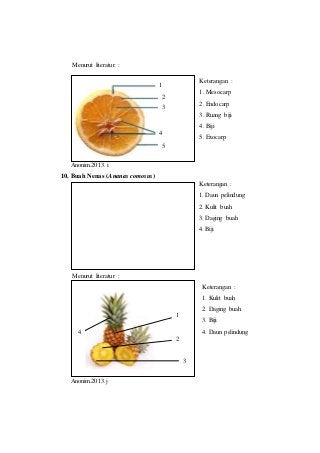 Detail Gambar Buah Dan Biji Dan Keterangannya Nomer 12