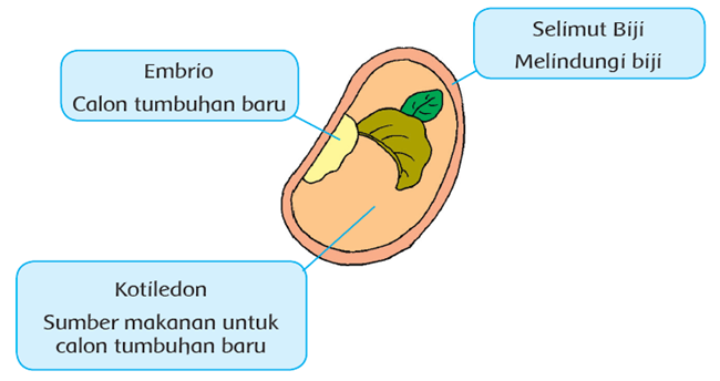 Detail Gambar Buah Dan Biji Dan Keterangannya Nomer 16