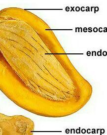 Detail Gambar Buah Dan Biji Dan Keterangannya Nomer 17