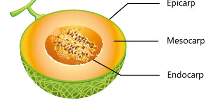 Download Gambar Buah Dan Biji Dan Keterangannya Nomer 4