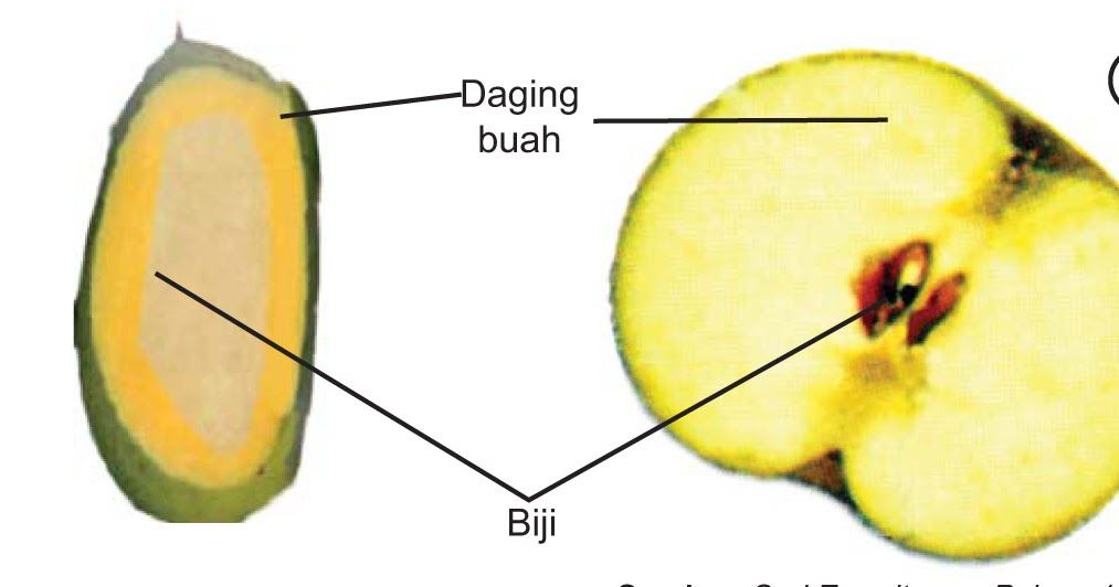 Detail Gambar Buah Dan Biji Dan Keterangannya Nomer 5