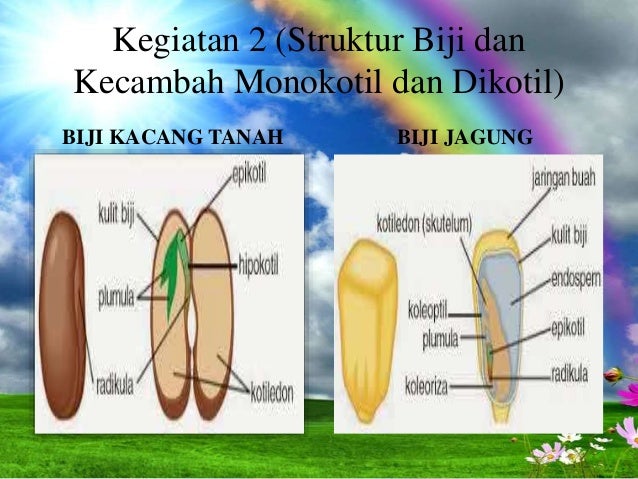 Detail Gambar Buah Dan Biji Dan Keterangannya Nomer 41