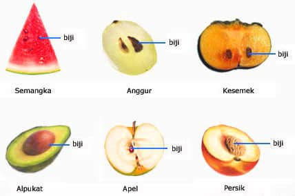 Detail Gambar Buah Dan Biji Dan Keterangannya Nomer 6