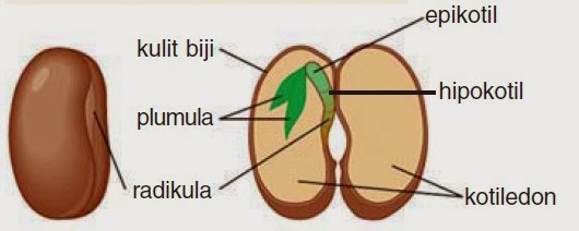 Detail Gambar Buah Dan Biji Dan Keterangannya Nomer 7