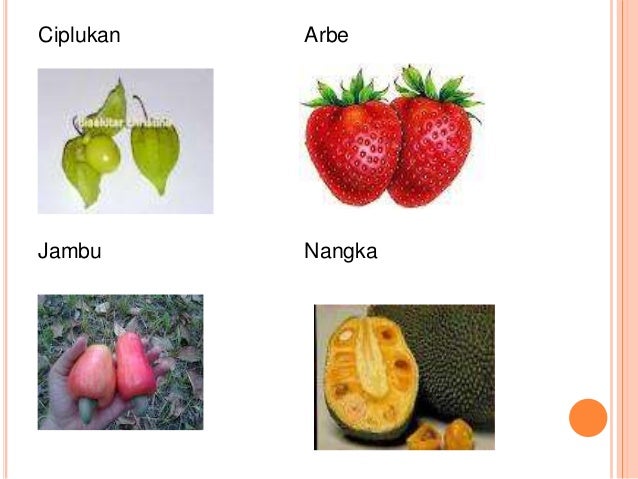 Detail Gambar Buah Dan Bunga Arbe Nomer 16