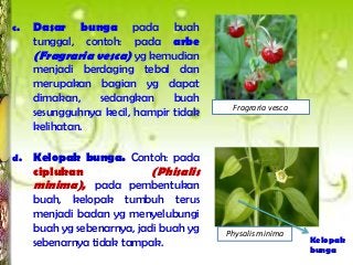 Detail Gambar Buah Dan Bunga Arbe Nomer 21