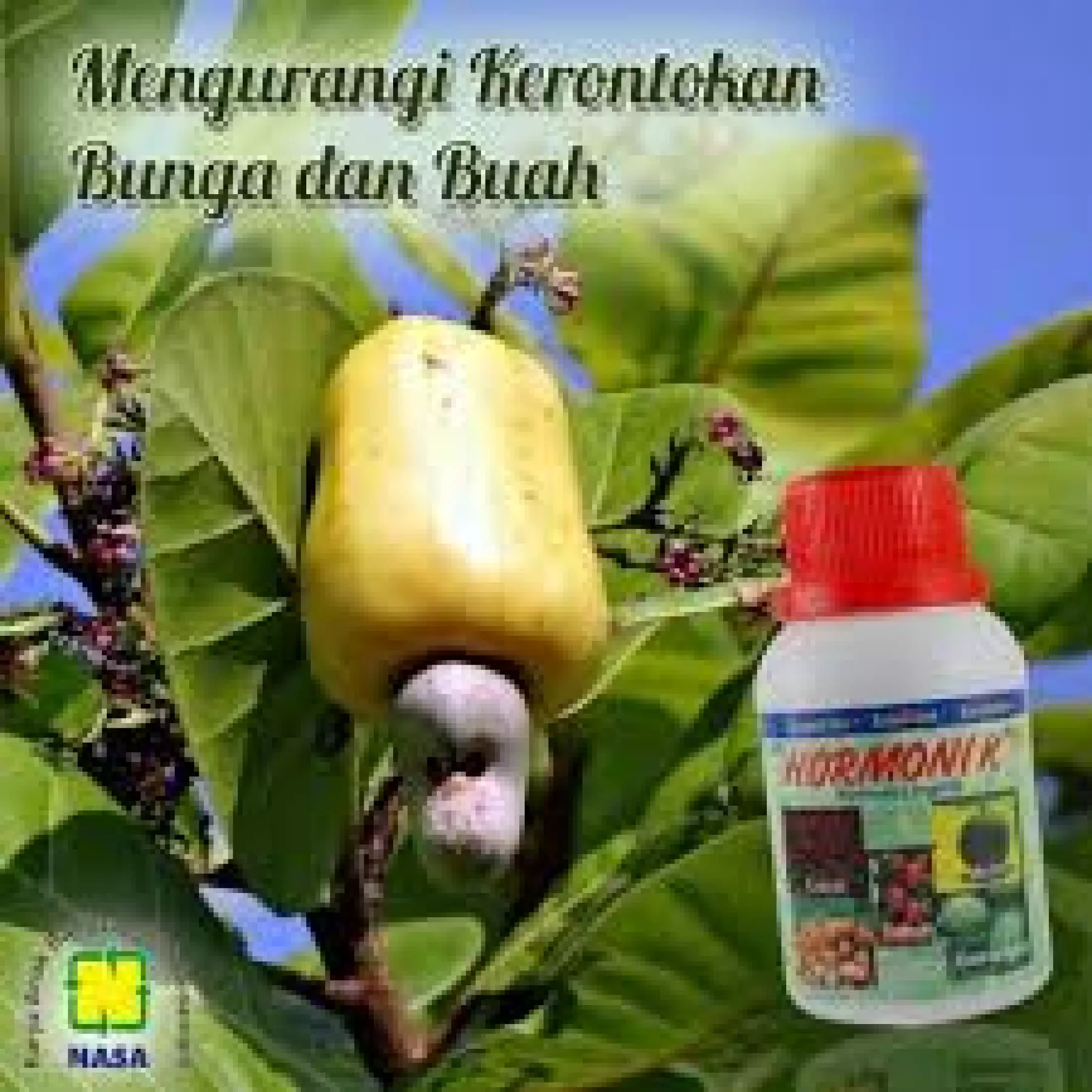 Detail Gambar Buah Dan Bunga Arbe Nomer 24