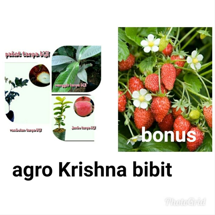 Detail Gambar Buah Dan Bunga Arbe Nomer 26