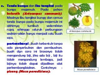 Detail Gambar Buah Dan Bunga Arbe Nomer 33