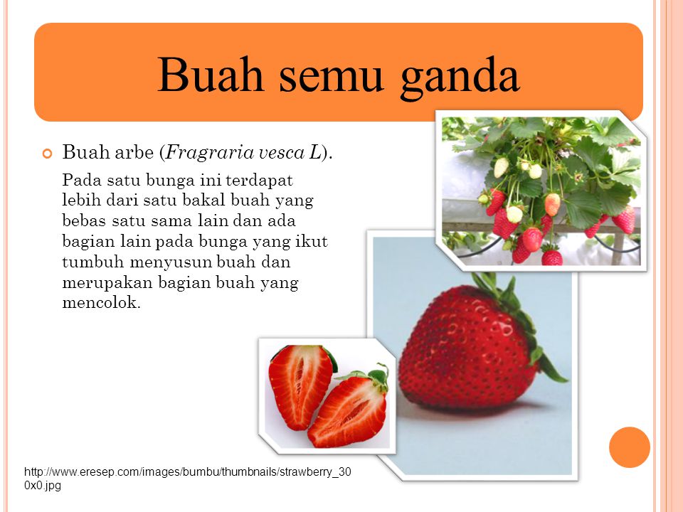 Detail Gambar Buah Dan Bunga Arbe Nomer 6