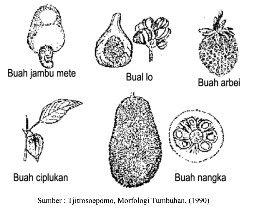 Detail Gambar Buah Dan Bunga Arbe Nomer 48