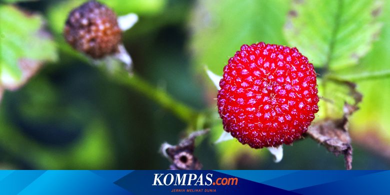 Detail Gambar Buah Dan Bunga Arbe Nomer 49