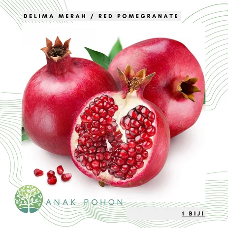 Detail Gambar Buah Delima Merah Nomer 15