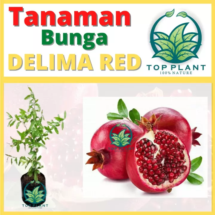 Detail Gambar Buah Delima Merah Nomer 50