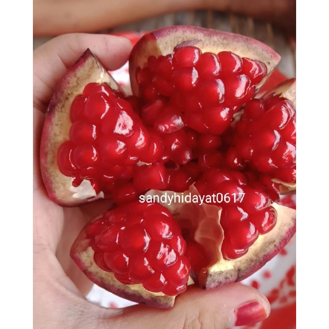 Detail Gambar Buah Delima Merah Nomer 54