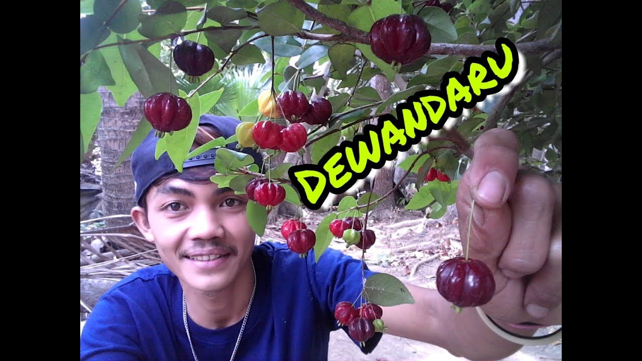 Detail Gambar Buah Dewandaru Nomer 18