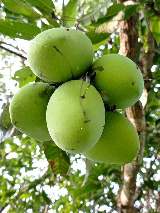 Detail Gambar Buah Di Pohon Nomer 21