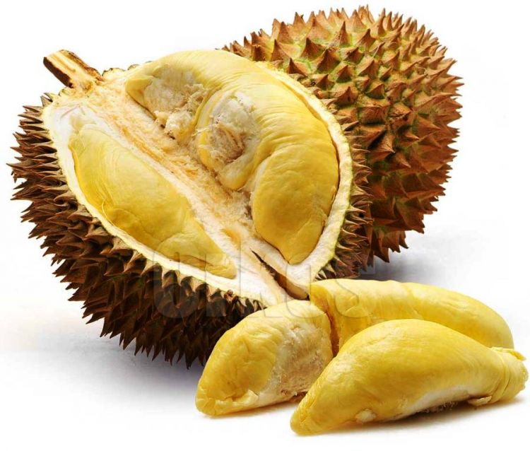 Detail Gambar Buah Durian Nomer 12