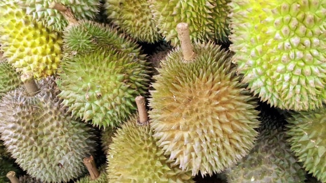 Detail Gambar Buah Durian Nomer 17