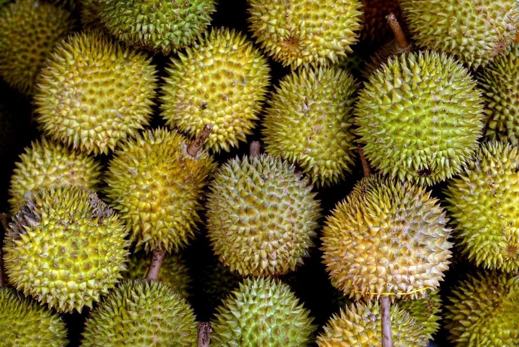 Detail Gambar Buah Durian Nomer 37