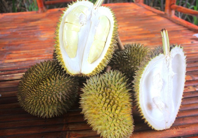 Detail Gambar Buah Durian Nomer 42