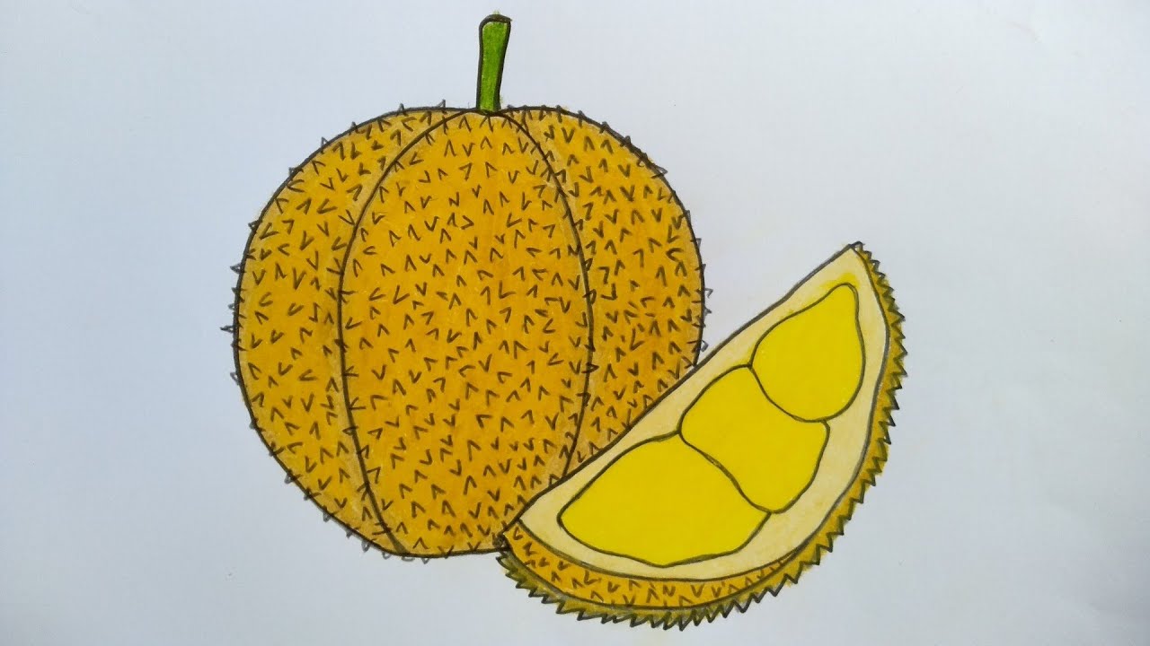 Detail Gambar Buah Durian Nomer 48