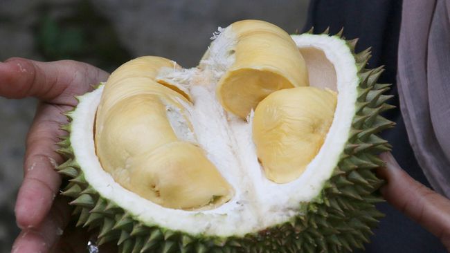 Detail Gambar Buah Durian Nomer 7